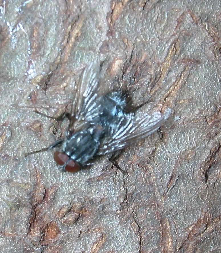 Muscina prolapsa (Muscidae)